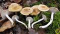 Hygrophorus arbustivus
